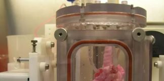 دانشمندان ریه مصنوعی آزمایشگاهی را به خوک پیوند زدند